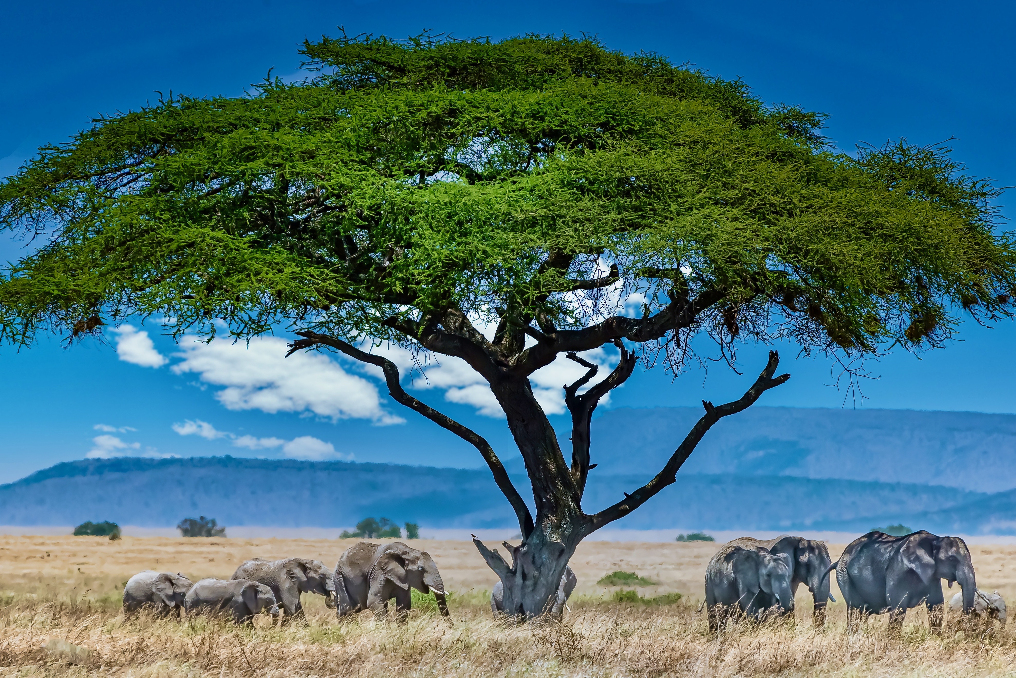 Lake Nakuru tour